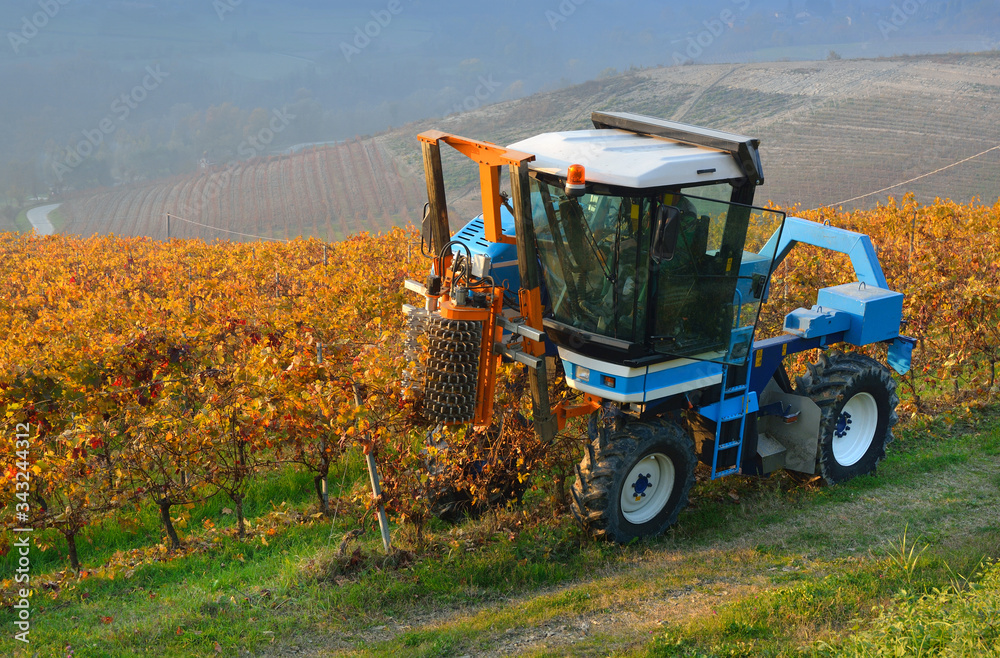 Cultivation on vineyards of Langhe Roero Monferrato, UNESCO World Heritage in Piedmont, Italy.