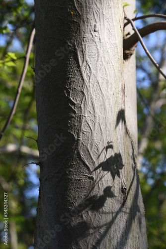 Aphananthe aspera (Aphananthe oriental elm) trunk(bark)and leaves / Cannabaceae deciduous tall tree photo