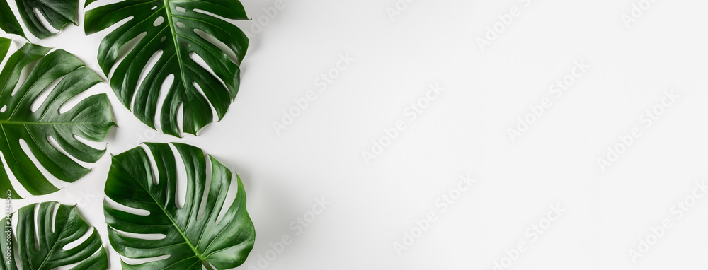 Tropical monstera leaves on white background. Summer concept. - obrazy, fototapety, plakaty 