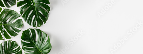 Tropical monstera leaves on white background. Summer concept. photo