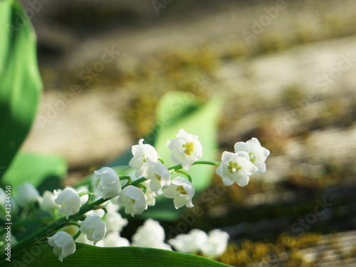 Cuadro en lienzo Lily-of-the-valley flowers growing in the month of May placed on a wooden plank with moss