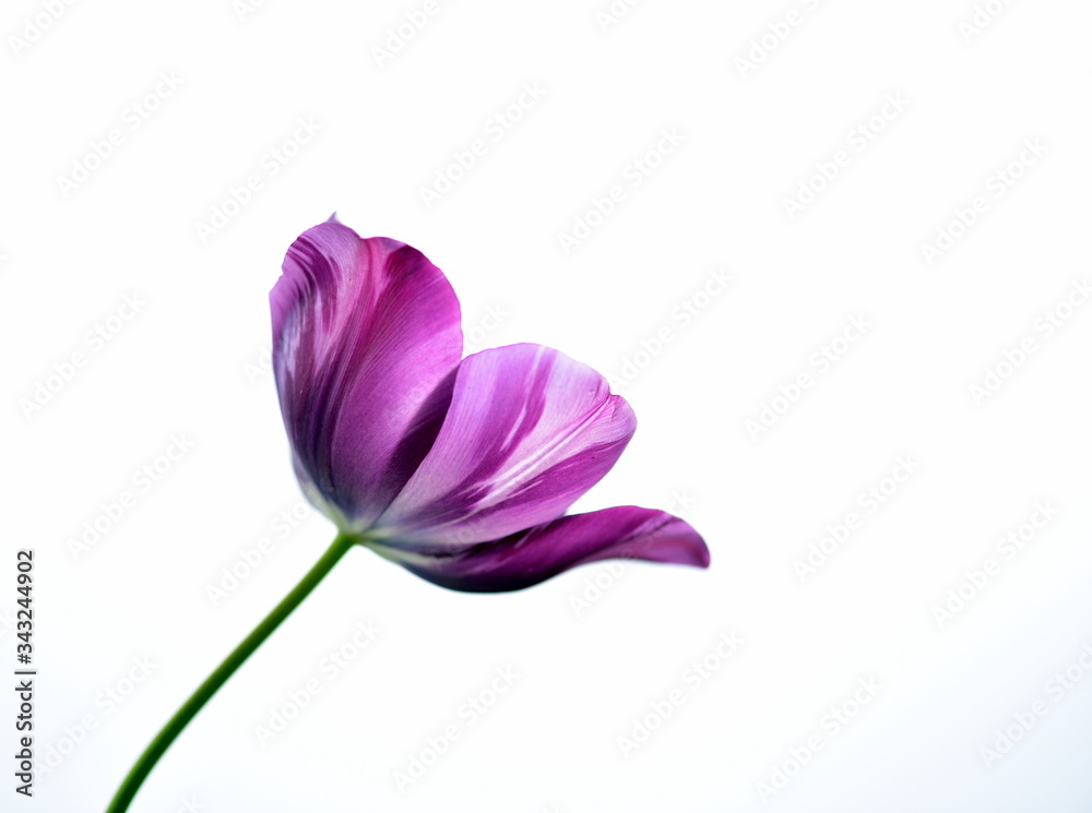 purple tulip isolated on white purple tulip isolated on white