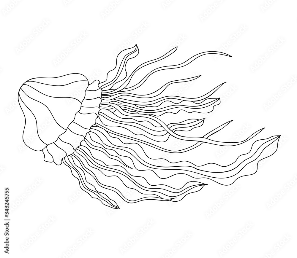 Hand drawn jellyfish with simple pattern on white isolated background. For coloring book pages. Hand drawn jellyfish with simple pattern on white isolated background. For coloring book pages.