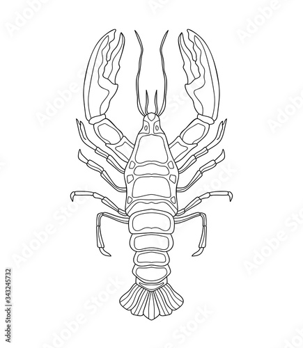 Hand drawn crayfish (cancer) with simple decor on white isolated background. River animal. For coloring book pages.
