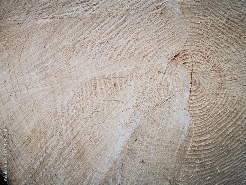 Cross section through the trunk of the tree