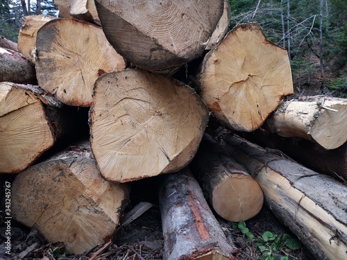 Stacked, cut trunks of trees