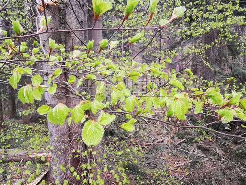 Young beech leaves on thin branches