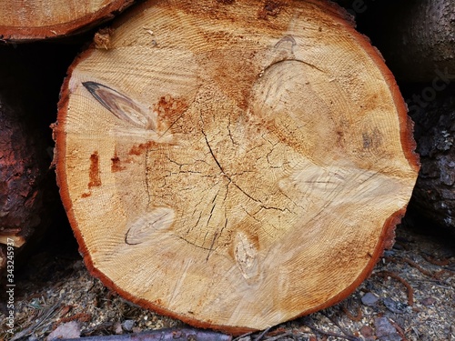 Cross section through the trunk of the tree