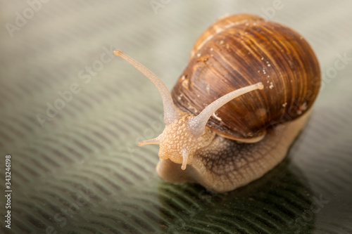 brown snail close up spring garden pest