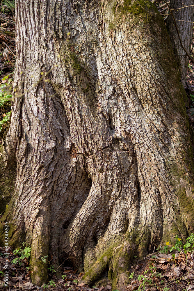 The powerful roots of an old tree on a slope
The powerful roots of an old tree on a slope