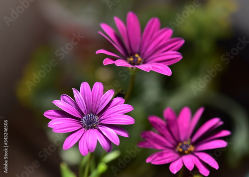 pink daisy flowers