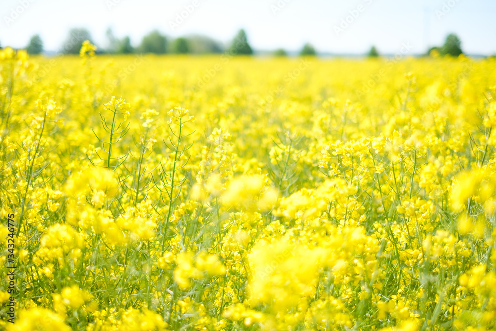 Rapsfeld mit Bäumen und blauem Himmel in Unschärfe Rapsfeld mit Bäumen und blauem Himmel in Unschärfe