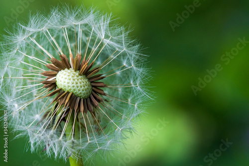close up image of a red-seeded dandelion plant.