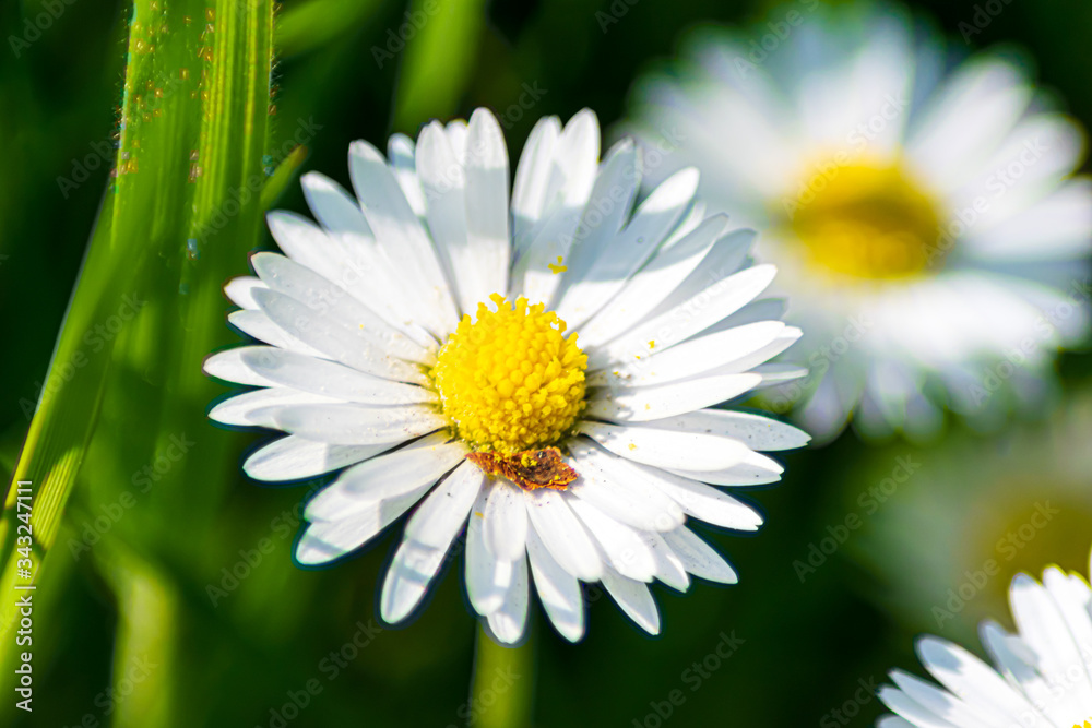 Obraz premium daisy flower closeup