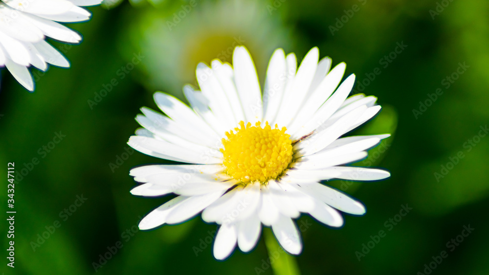 Fototapeta premium white daisy flower