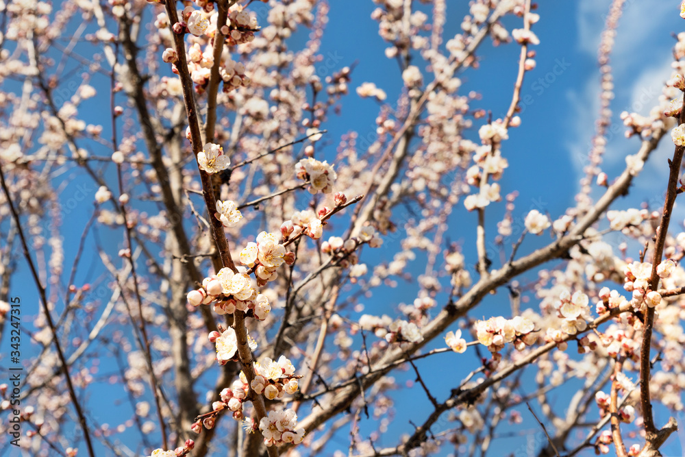 Beautiful organic natural blooming apricot tree branches against blue clear sky background on bright sunny day. Spring blossoming flower nature scene. Agricultural orchard garden