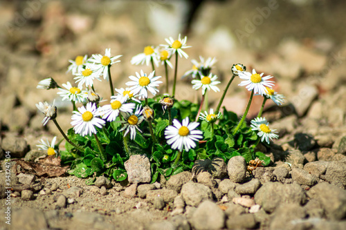 Daisy on the rocks