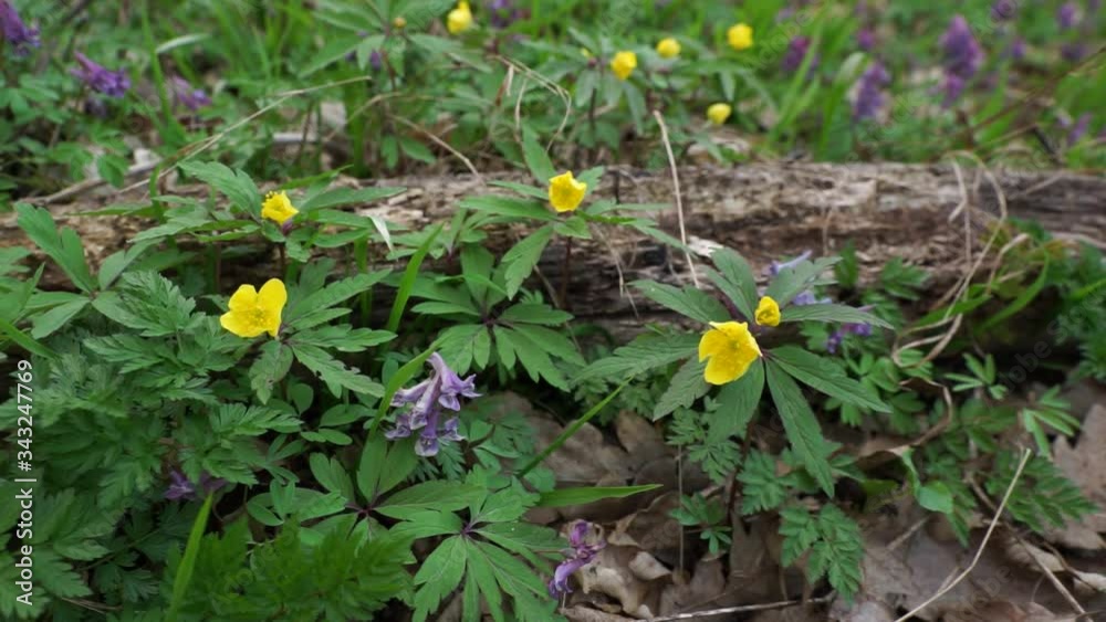 In spring the forest awakens, yellow and purple flowers bloom.