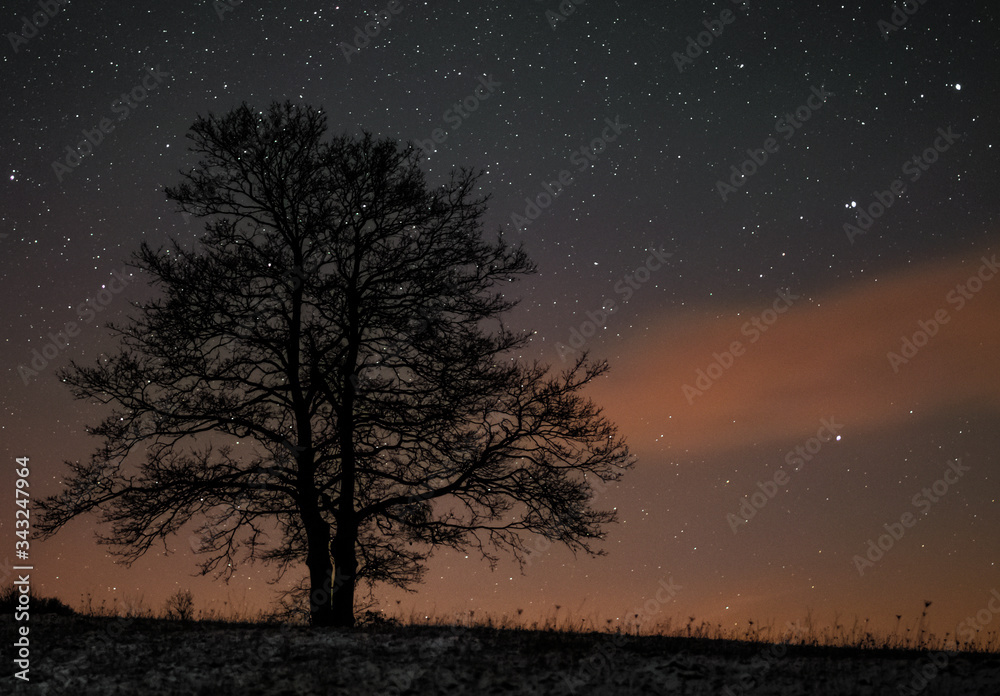A tree stands on a horizon and a night sky with stars in the background