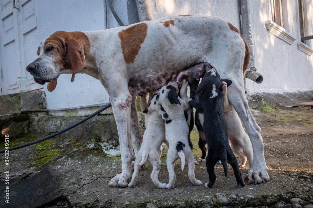 Dog with puppies. English Pointer and young dogs. Puppies suck mom's  nipples, courtyard of a village house. The hunting family. Stock Photo