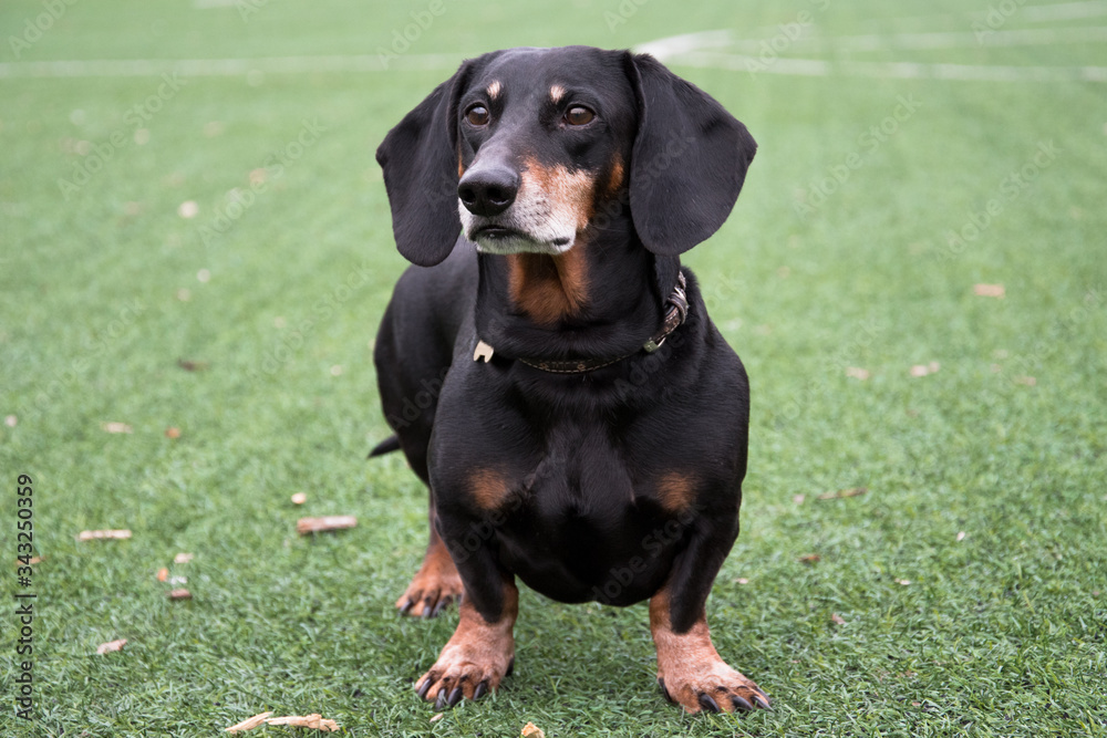 Happy old black-brown dachshund portrait. Dachshund breed, sausage dog, Dachshund on a walk.
