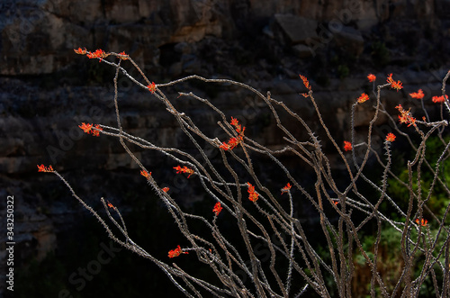 Ocotillo (Fouquieria splendens) blooming in Big Bend NP;  Texas
 photo