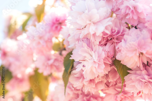 Abstract blurred background Beautiful nature scene with blooming sakura tree and sun flare Spring flowers background for projects