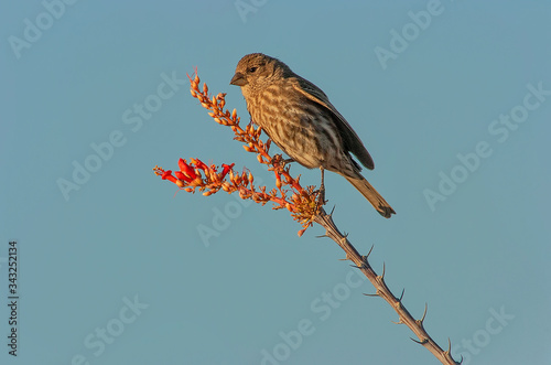 House finch feeding on ocotillo flowers;  Big Bend NP;  Texas