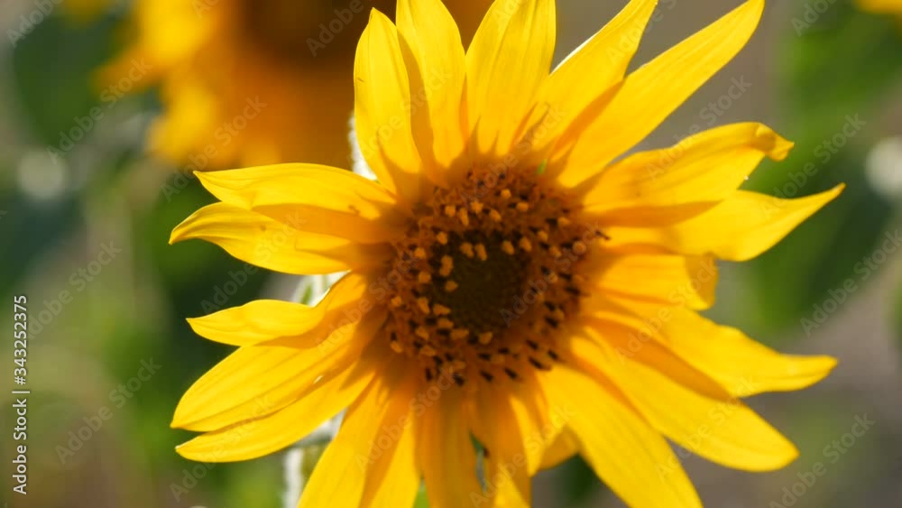 Little young blooming sunflower on the field. Little young blooming sunflower on the field.