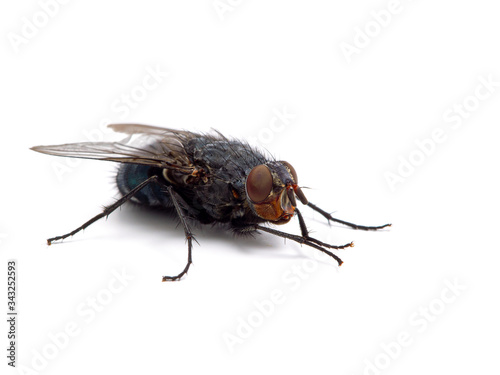 P1010008 blowfly, Calliphora vicina, isolated cECP 2020 © Ernie Cooper