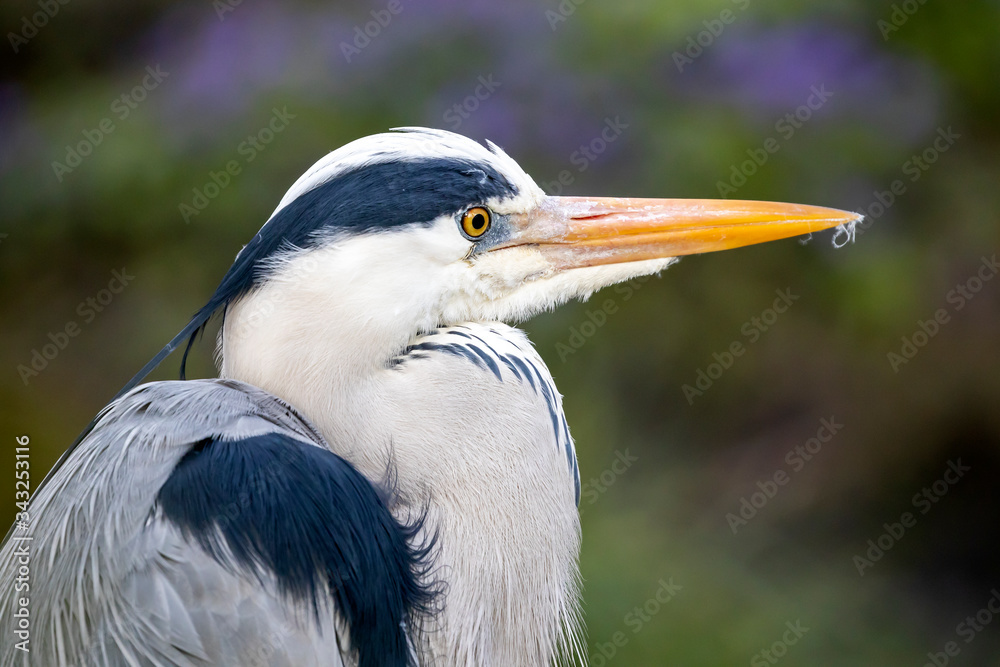 white exotic bird, close up shot