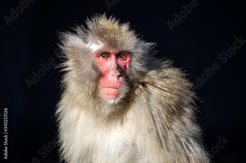 portrait of red faced monkey outdoors