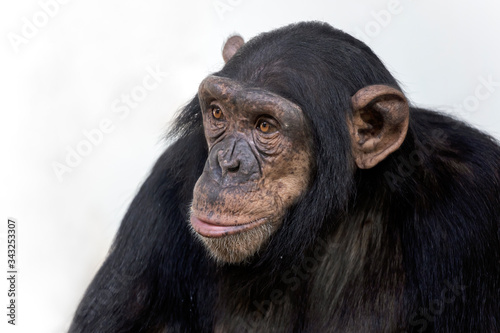 Foto portrait of cute chimpanzee in natural habitat