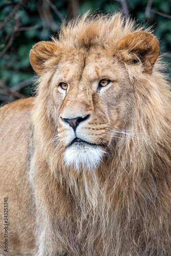 portrait of young male lion in natural habitat