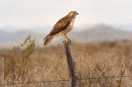 Red-tailed hawk (Buteo jamaicensis) on fence post;  Big Bend NP;  Texas
 photo