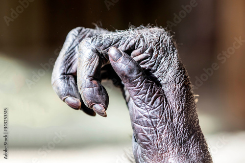 Photo chimpanzees hand, close up shot