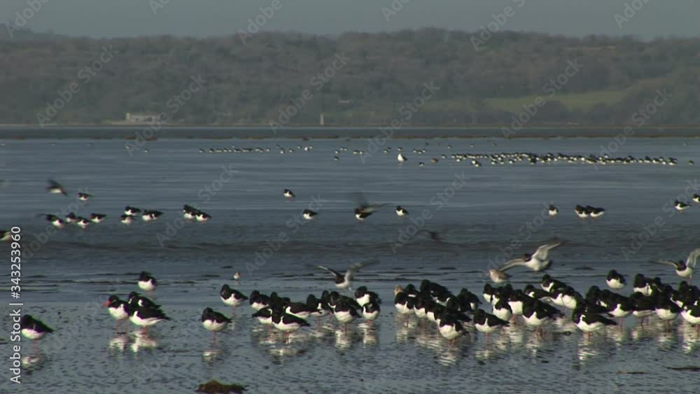 Shore birds Oyster catcher wading on sand UK Shore birds Oyster catcher wading on sand UK