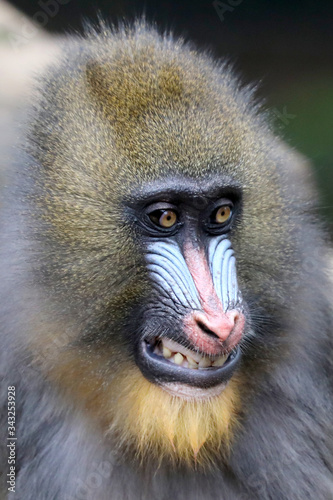 portrait view of mandrill primate outdoors © Edwin Butter