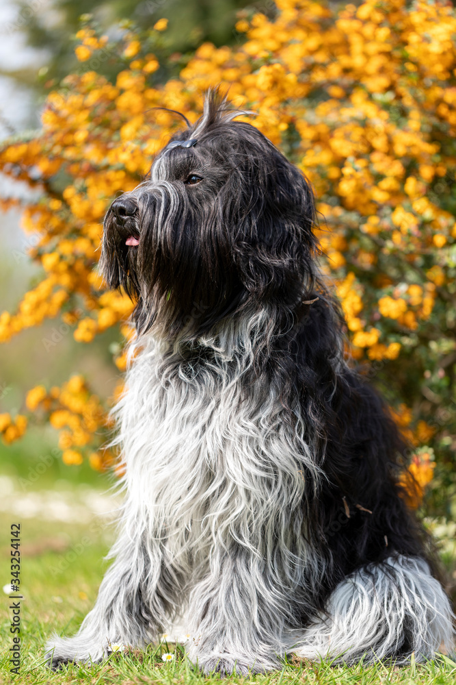 cute furry dog posing at camera outdoors