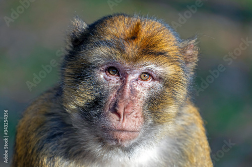Canvas Print portrait of funny monkey in sunlight outdoors