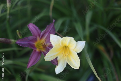 WHITE AND PUPLE FLOWER, FRESH, GREEN LEAVES
