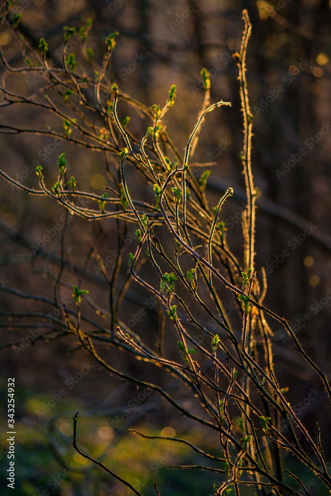 Abstract view of the branches of a shrub lit by the sun
