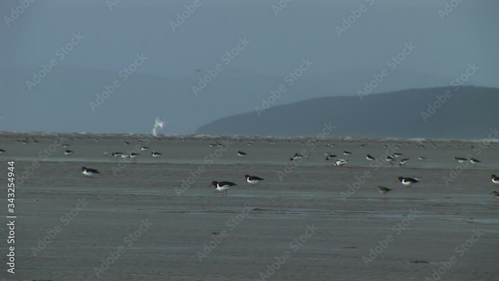 Shore birds Oyster catcher wading on sand UK Shore birds Oyster catcher wading on sand UK