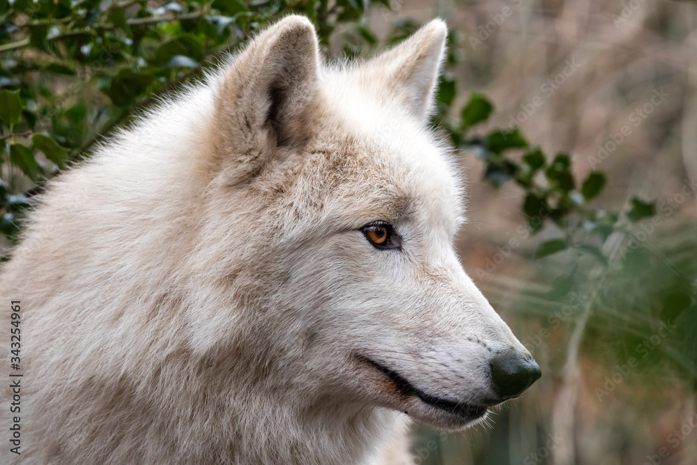 close up portrait of white wolf outdoors close up portrait of white wolf outdoors