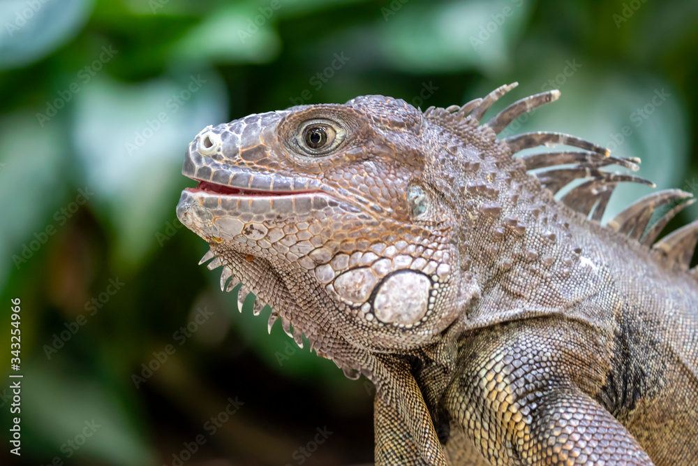 close up shot of iguana lizard