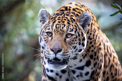 portrait of angry jaguar in outdoor scene