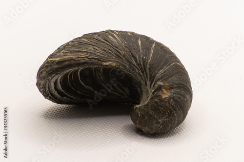 Gryphaea fossil