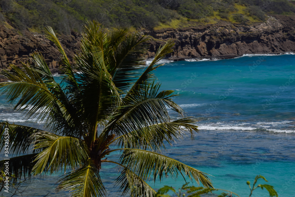 Hawaii Beaches with Palm Trees 