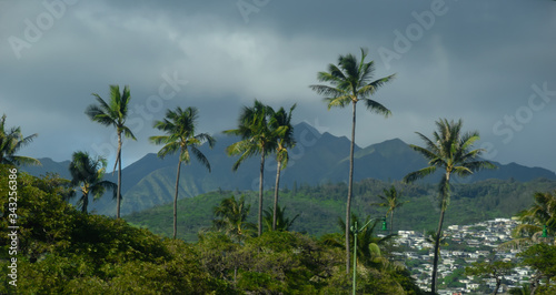 Hawaii Beaches with Palm Trees © Mo