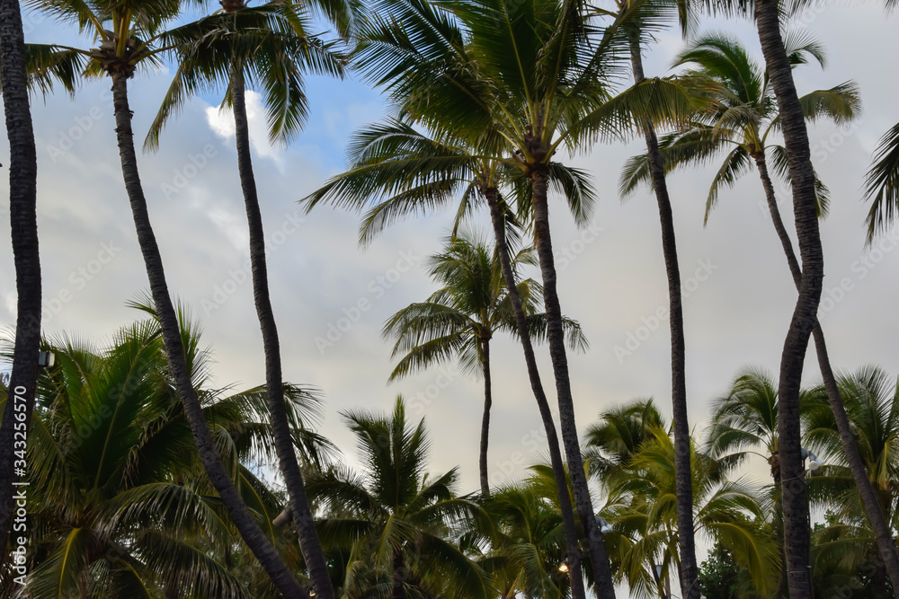 Hawaii Beaches with Palm Trees 